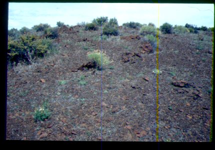 Peteria thompsoniae habitat in SW Idaho 3