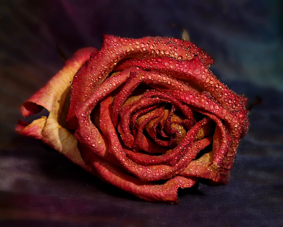Drops flower petals