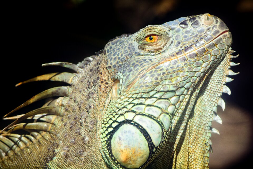 Animal wildlife dinosaur