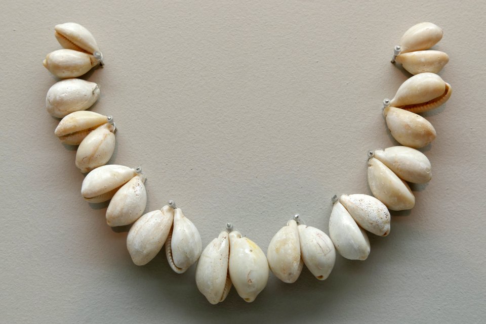 Perforated Cypraea MACatalunya Inv23146-12817-43203