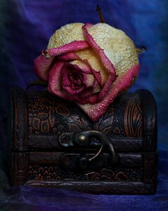 Jewelry box flower dry