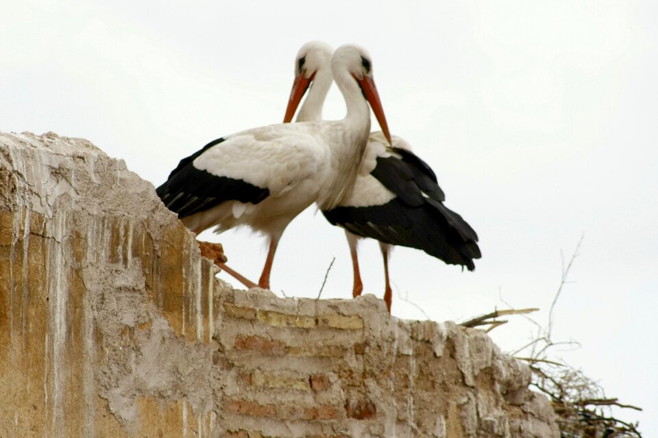 Storks marrakech love game