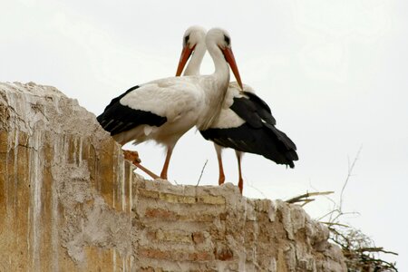 Storks marrakech love game