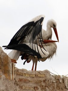 Storks marrakech love game