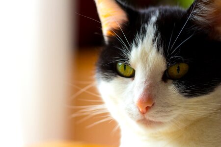Animals cat's eyes portrait photo