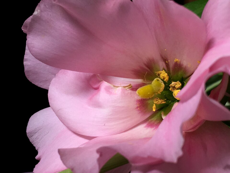 Nature pistils pink