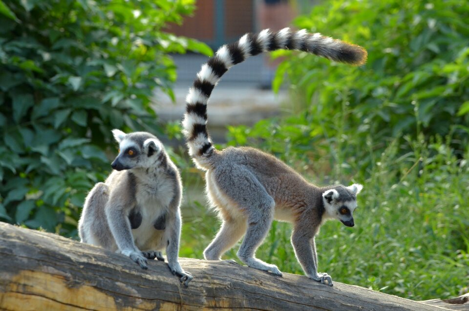 Lemur catta lemur catta
