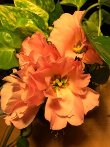 Orange petals orange flowers