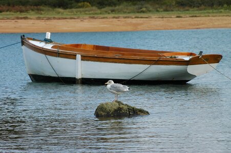 Sea water bird photo