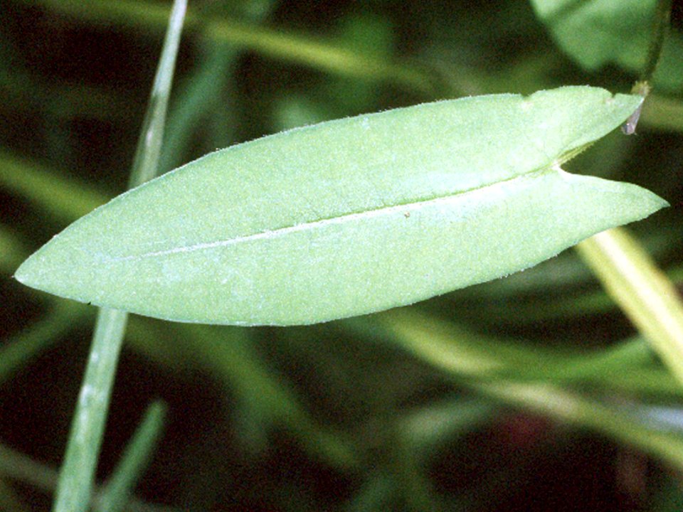 Persicaria sagittata NRCS-1