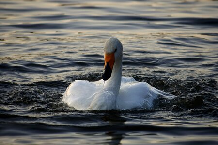 Bird wild birds waterfowl