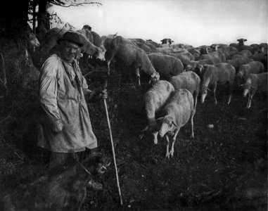 Peter Scherer Schäfer mit Herde photo