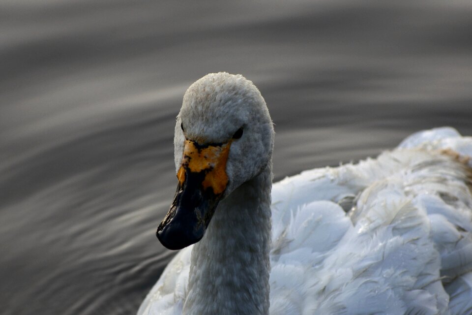 Bird wild birds waterfowl