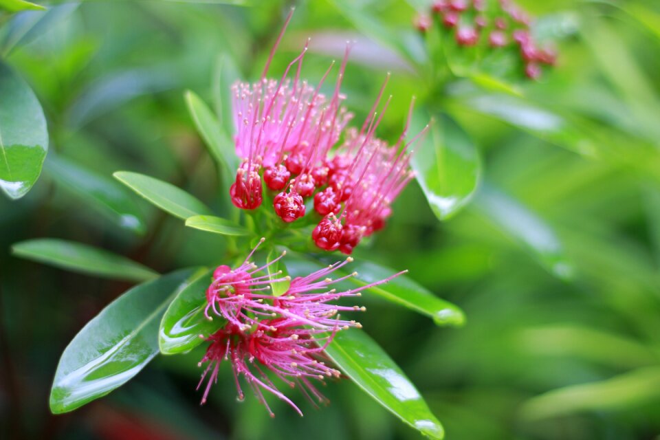Flowers autumn leaves green