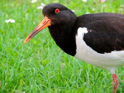 Animal bird sea birds
