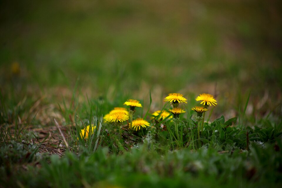 Flowers outdoors obsession