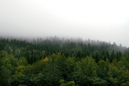 Tree pine spruce