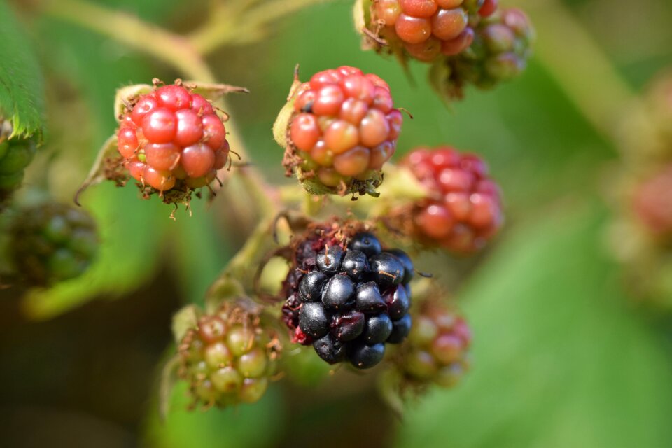 Plant fruit berries