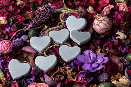 Lavender love nature