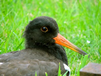 North sea sea birds nature