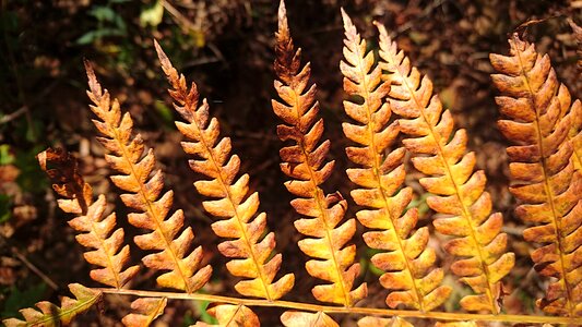 Plant outdoors autumn