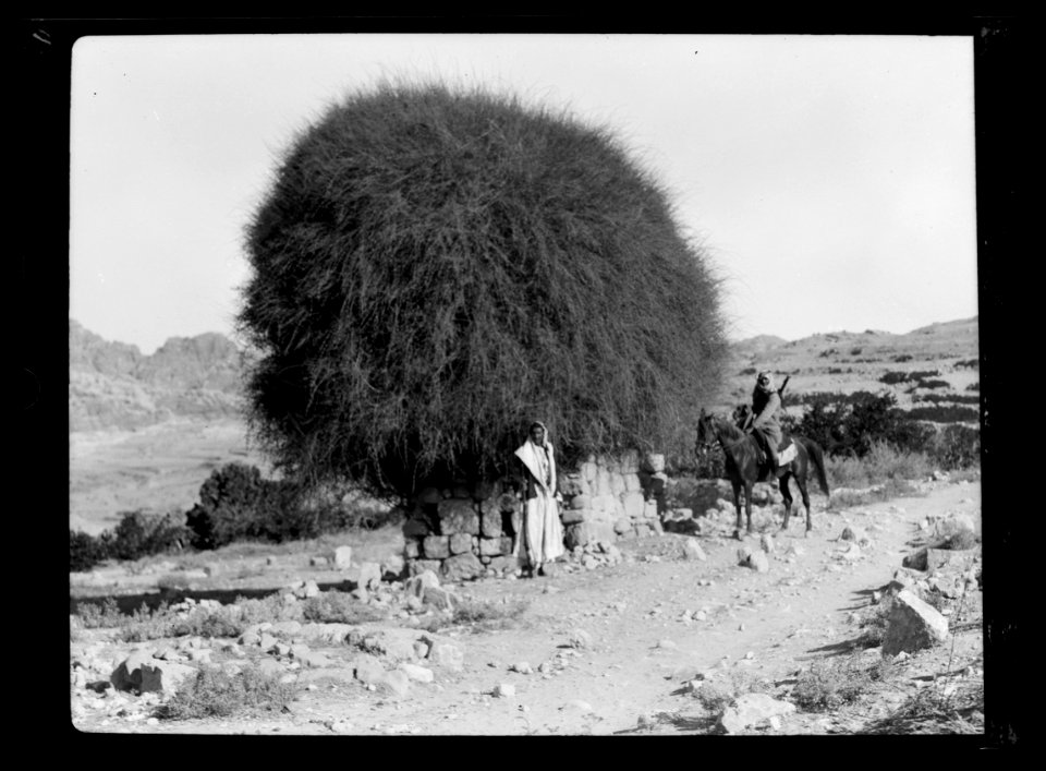 Petra. (Wadi Musa). Eldji. Grave of a Sheikh. A sacred tree growing from the cenotaph. (Juniperus Phaenicia L.) LOC matpc.16260