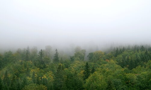 Tree pine spruce