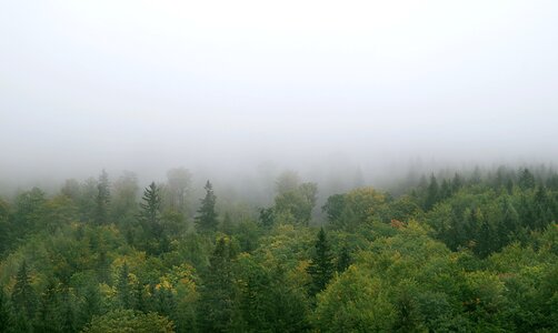 Tree pine spruce photo