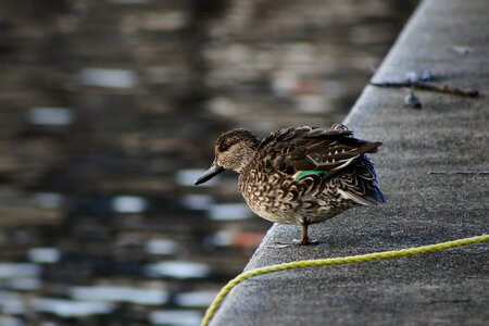 Bird wild birds waterfowl