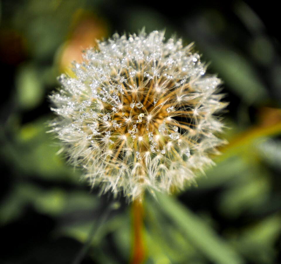 Blossom bloom drop of water
