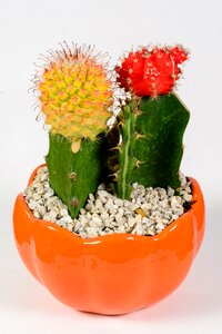 Prickly succulent flower