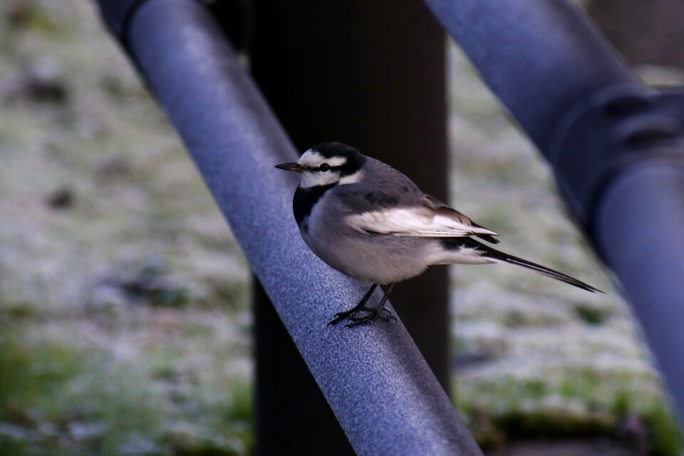 Wild birds little bird wagtail department of