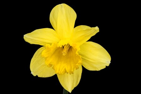 Daffodil flower narcissus pseudonarcissus
