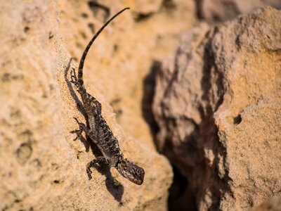 Outdoors wildlife stellagama stellio cypriaca