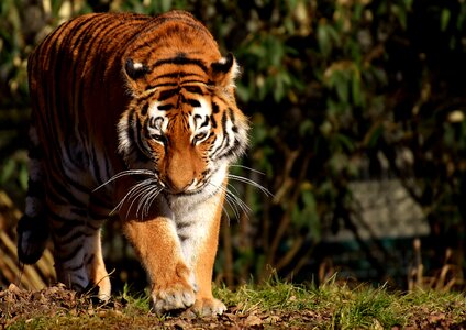 Wildcat dangerous zoo photo