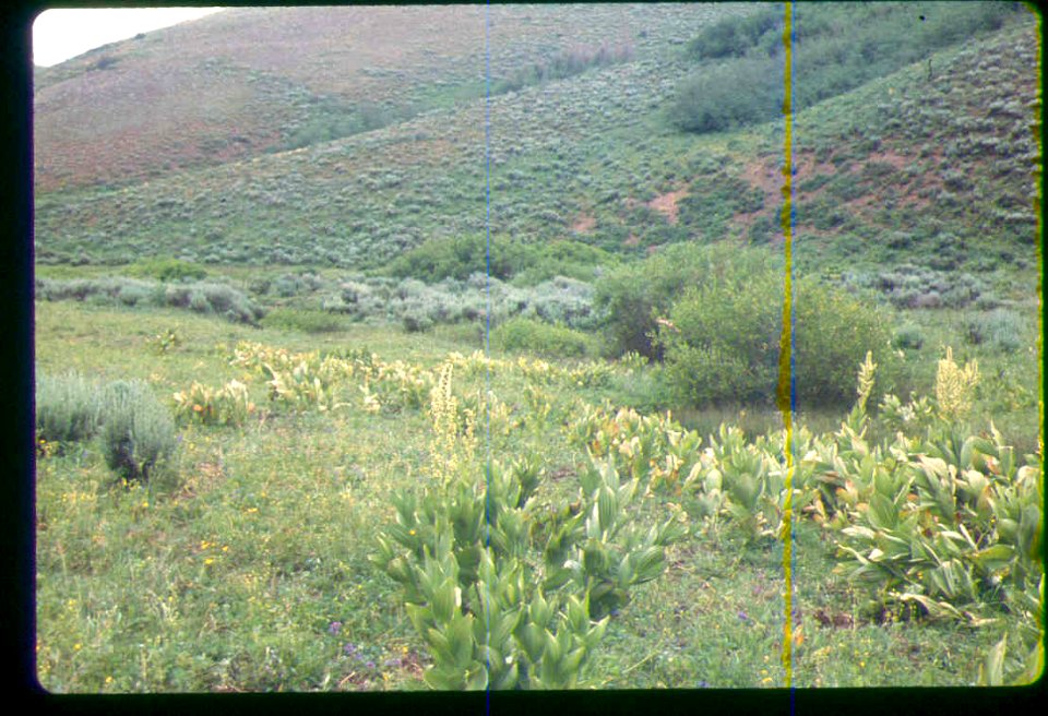 Phacelia minutissima habitat in northeast Nevada