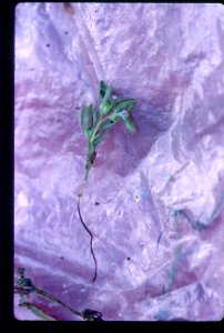 Phacelia minutissima plant in SW Idaho