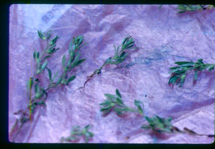 Phacelia minutissima plants in SW Idaho