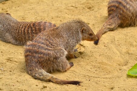 Mammal fuchsmanguste heat