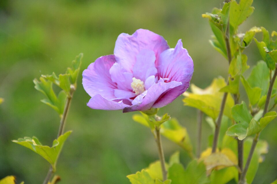 Plant plants flowered color purple