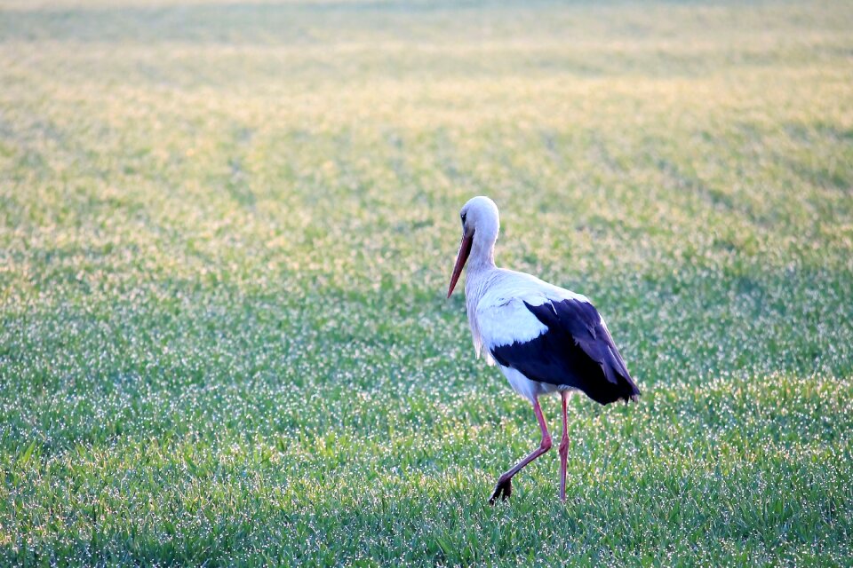 Bird animal nature