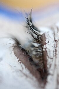 Eyelash browse white