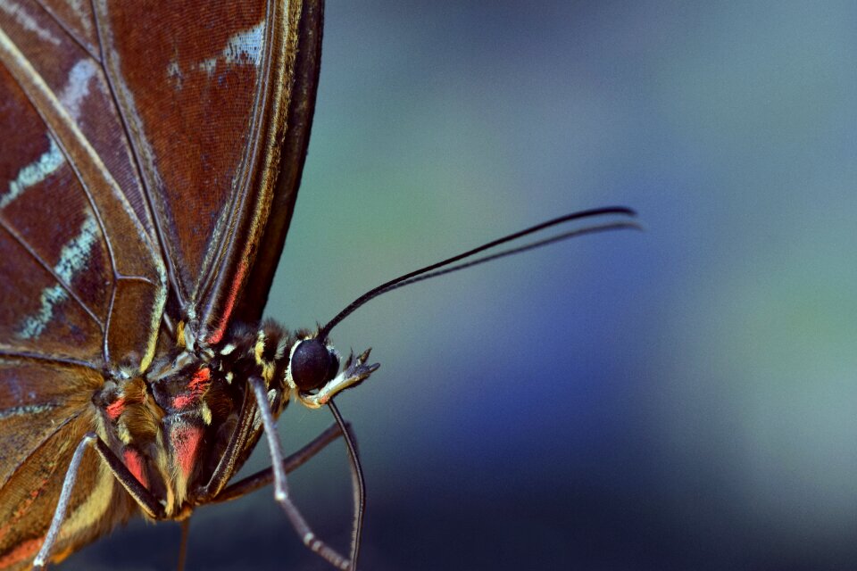 Butterfly wings close up section