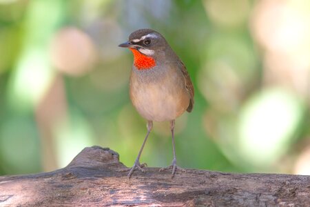 Deep ruby nature birds