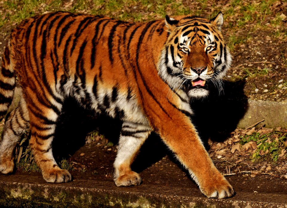 Wildcat dangerous zoo