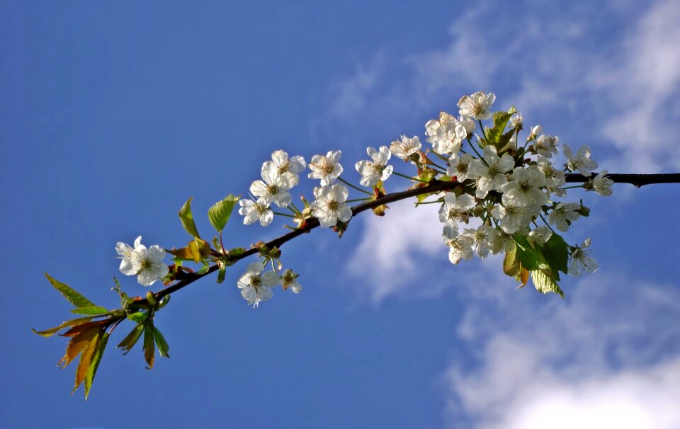 Flower season spring