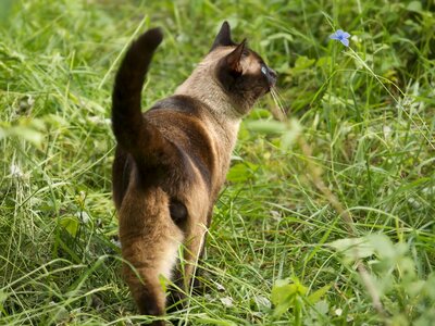 Outdoors cute living nature