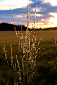 Reed sky landscape photo