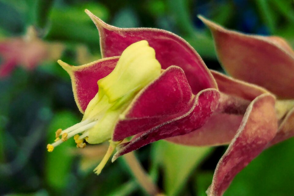 Nature garden flora
