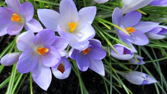 Flora garden blooming